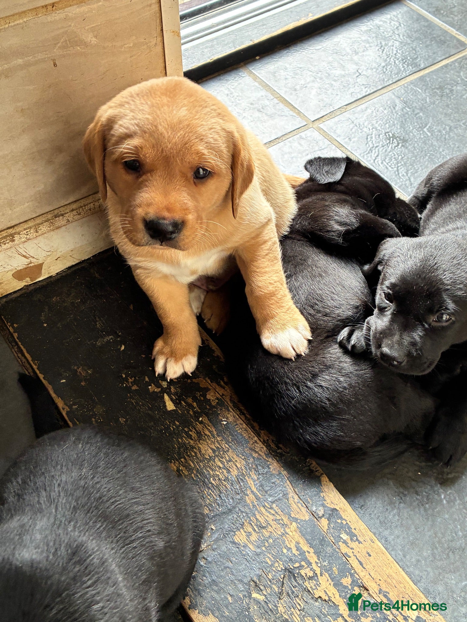 Labrador Retriever dogs Kc registered Labrador puppies - Advert 18