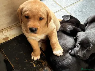 Labrador Retriever dogs Kc registered Labrador puppies - Advert 8