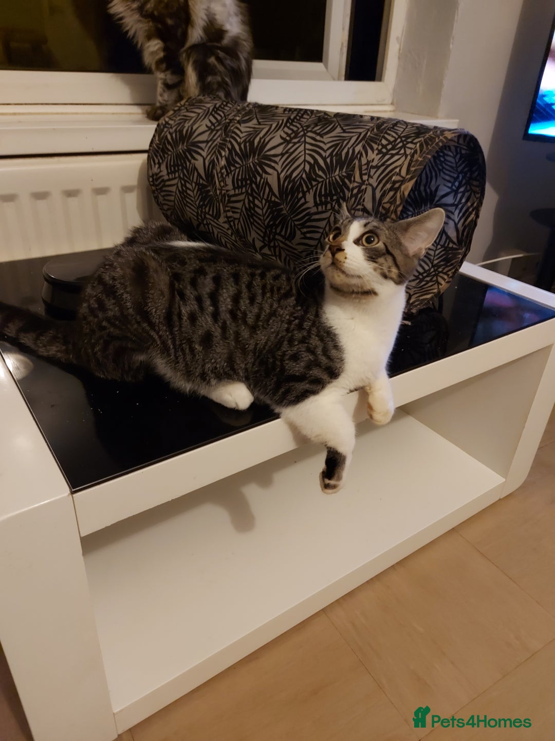 Mixed Breed cats for sale: Maine coon x sphynx boys - Advert 3