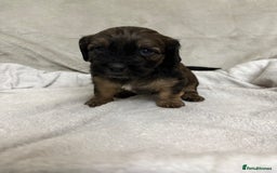 Mixed Breed dogs for sale: Adorable Cockerchons Fluffy, Low-Shed Wonders! - Image 16