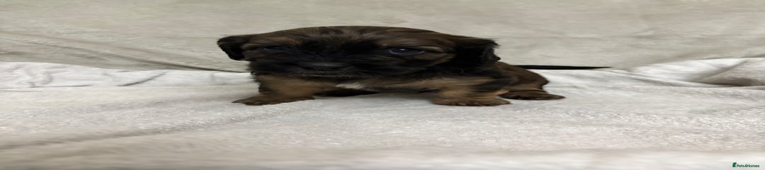 Puppy 6: Chocolate/tan/ gold brindle - (Ravi aka Ravioli)