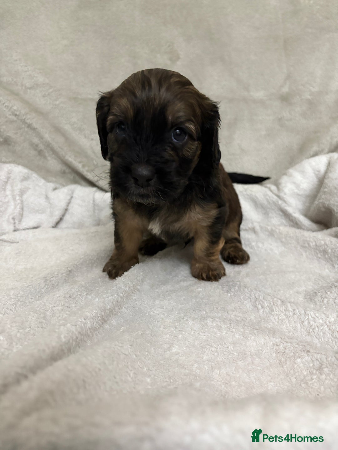 Mixed Breed dogs for sale: Adorable Cockerchons Fluffy, Low-Shed Wonders! - Image 16