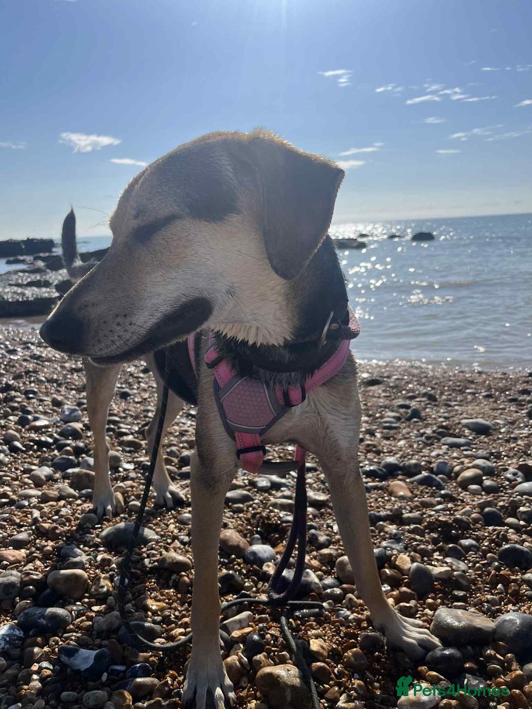 Mixed Breed dogs for adoption: Caleb – I year old, Handsome Hound Mix Boy 💙 - Image 8