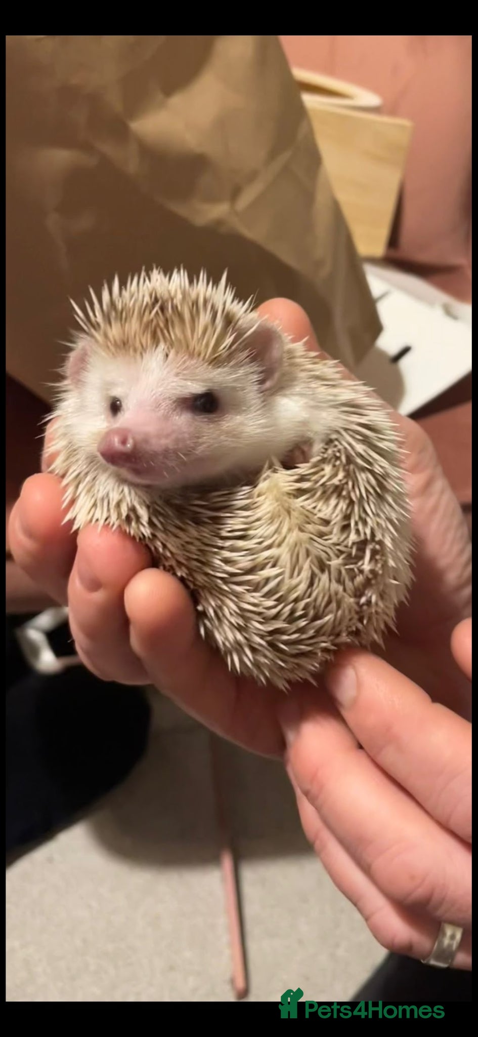 Pygmy Hedgehog rodents Wilma, very friendly African Pygmy Hedgehog  - Advert 1