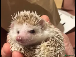Pygmy Hedgehog rodents Wilma, very friendly African Pygmy Hedgehog - Advert 1