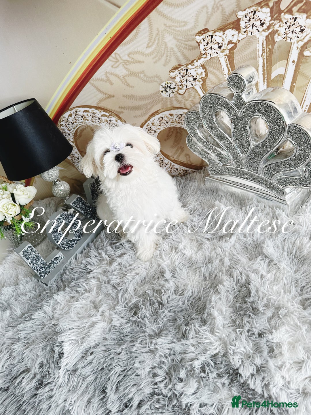 Maltese dogs for sale: KC Reg Korean type- Maltese Puppies by Emperatrice - Image 20