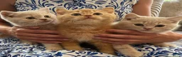 British Shorthair cats for sale: GCCF British Shorthair Kittens  in Southampton - Advert 4
