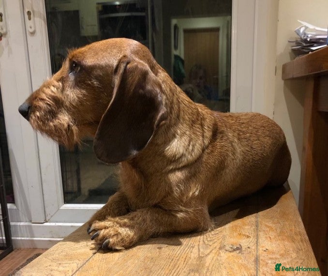 Dachshund dogs Belgium Import Working Teckel KC Champion Lines in Brough - Advert 6