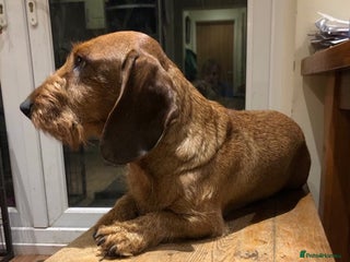 Dachshund dogs in Brough - Advert 34