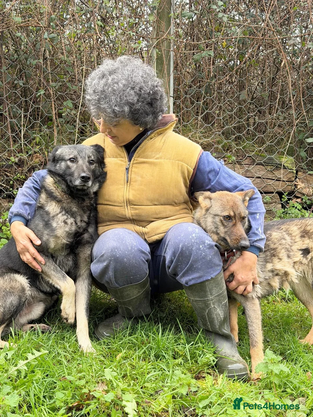 Mixed Breed dogs for adoption: Lobito in Alfreton - Advert 7