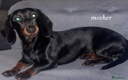 Miniature Dachshund dogs for sale: Miniature Dachshund Pups  - Image 7