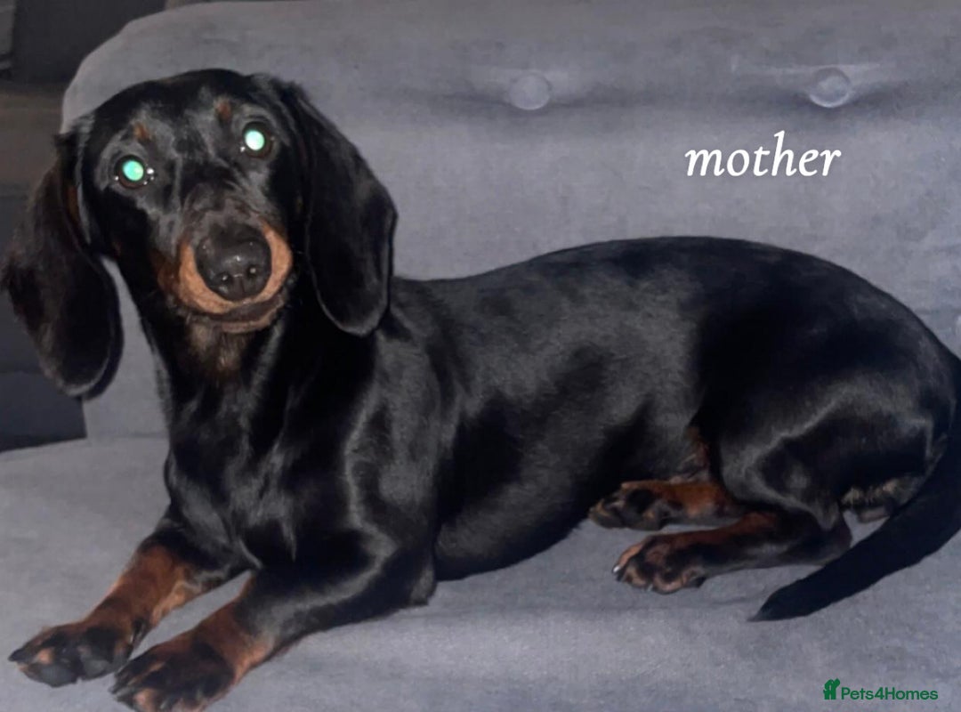 Miniature Dachshund dogs for sale: Miniature Dachshund Pups  - Image 7