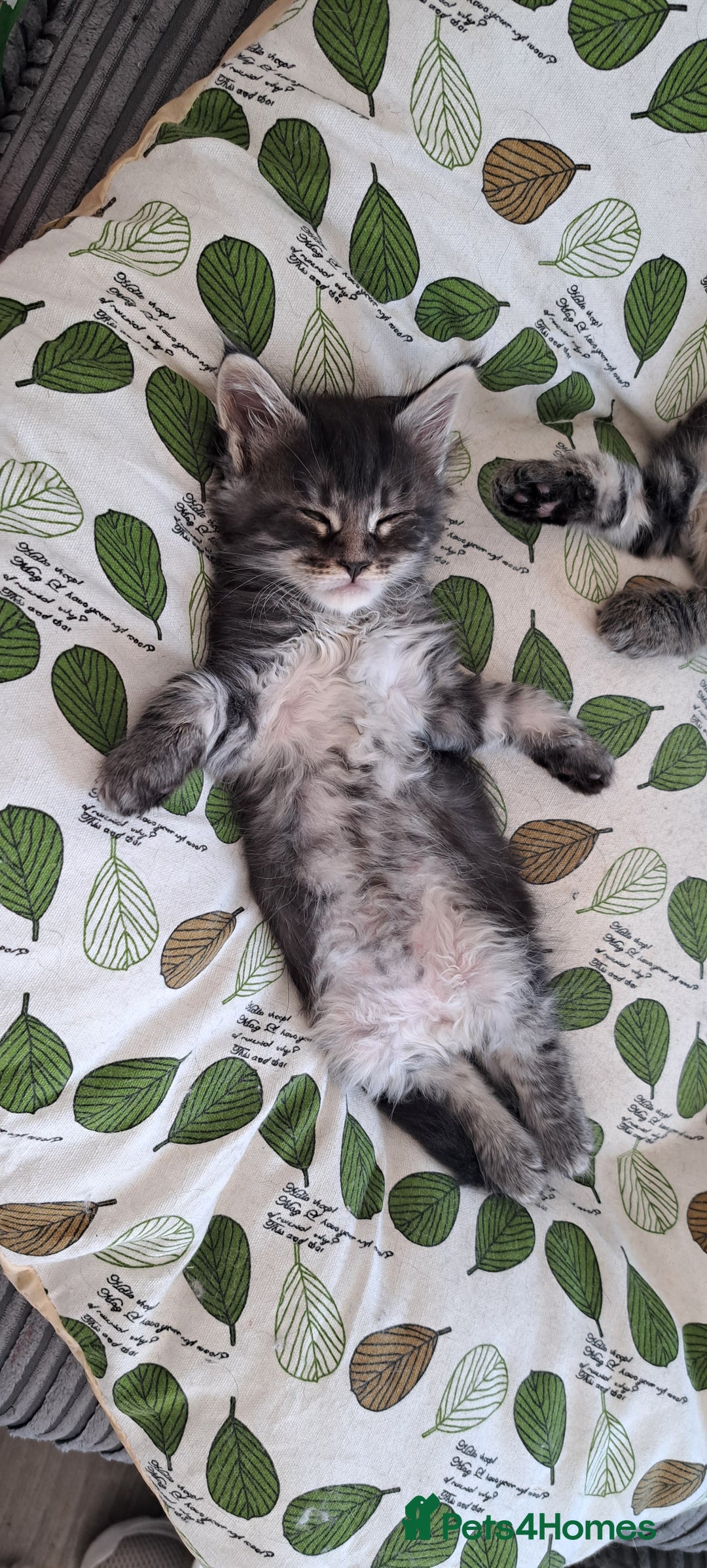 Maine Coon cats for sale: Pedigree mainecoon kittens in Newark - Image 7