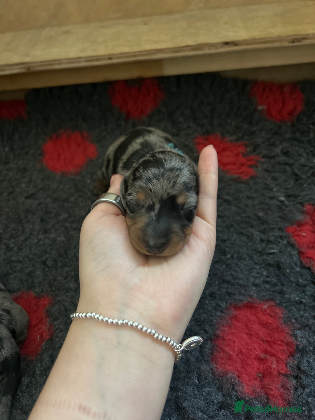 Miniature Dachshund dogs for sale: 2 Stunning Black and Tan Boys available🤎🖤 - Advert 8