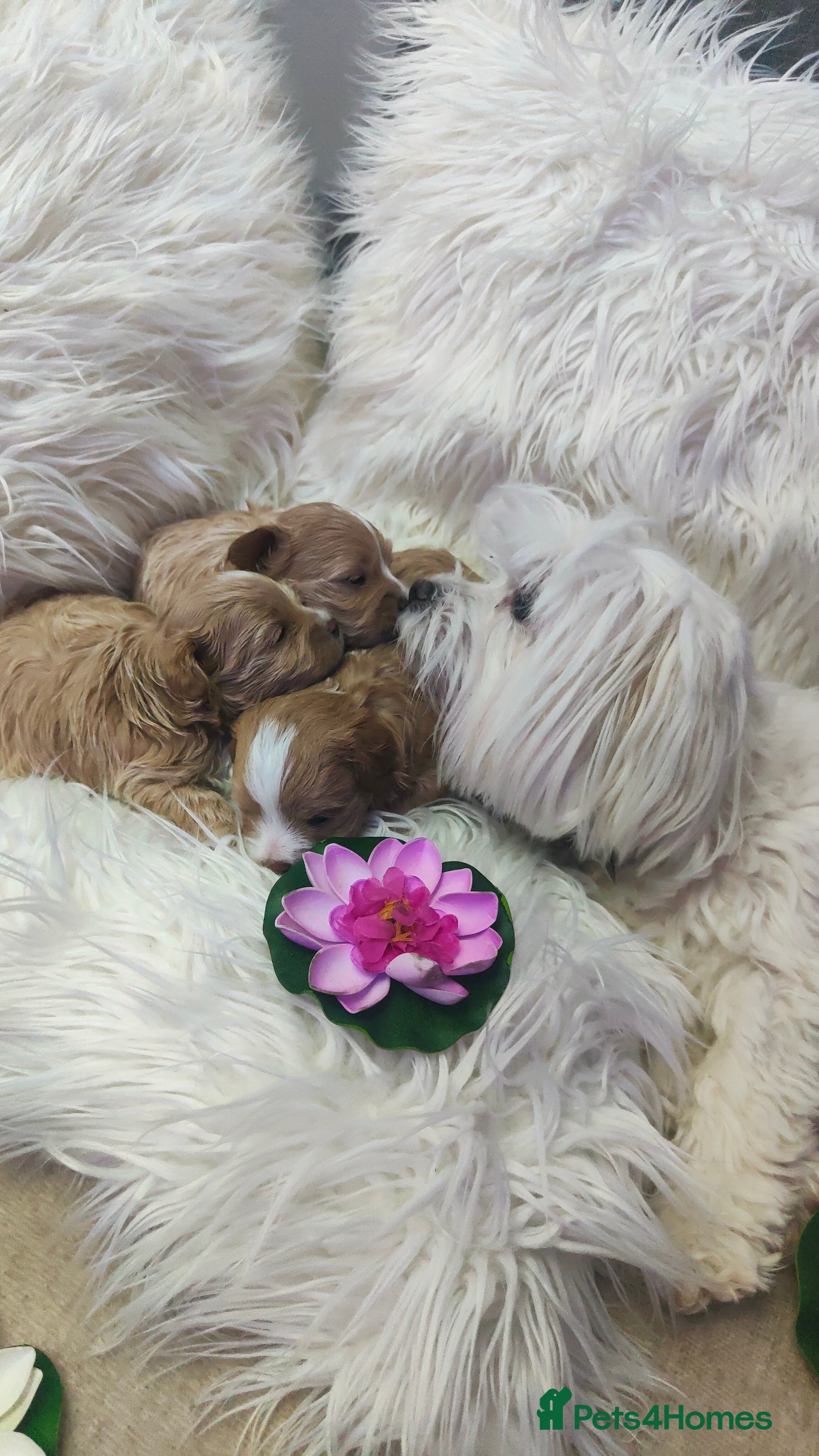 Maltipoo dogs F1 Tiny Maltipoo Puppies  - Advert 5