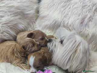 Maltipoo dogs F1 Maltipoo Puppies - Advert 1
