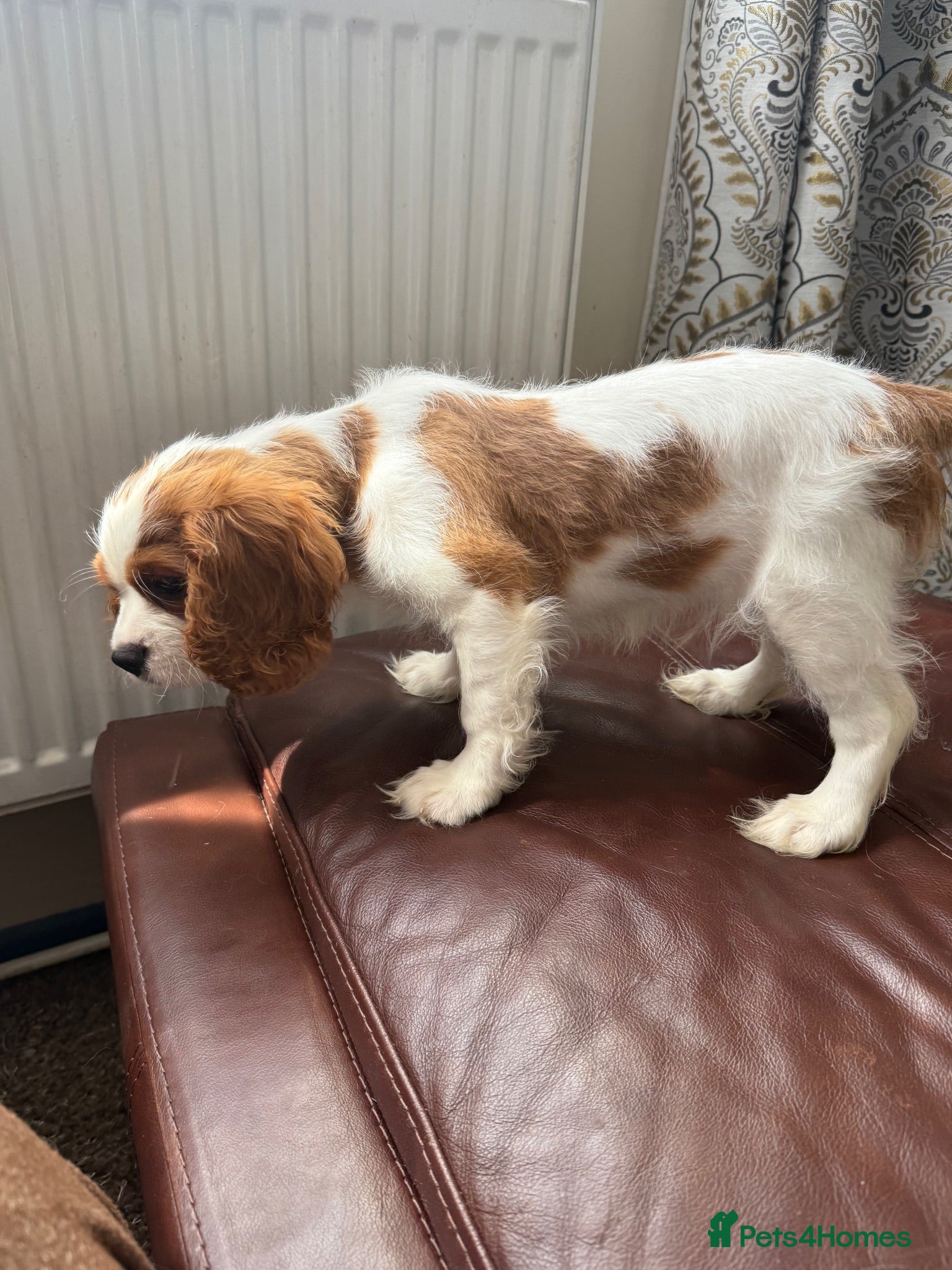 Cavalier King Charles Spaniel dogs Very active and super sweet boy is ready to go - Advert 2