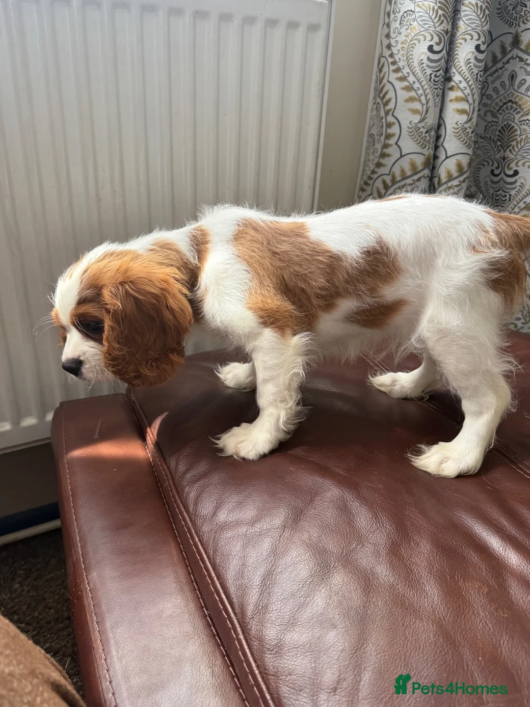 Cavalier King Charles Spaniel dogs for sale: Very active and super sweet boy is ready to go - Advert 2