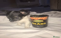Mixed Breed dogs for sale: Miniature teacup chihuahua X Jack russell puppies  - Image 2