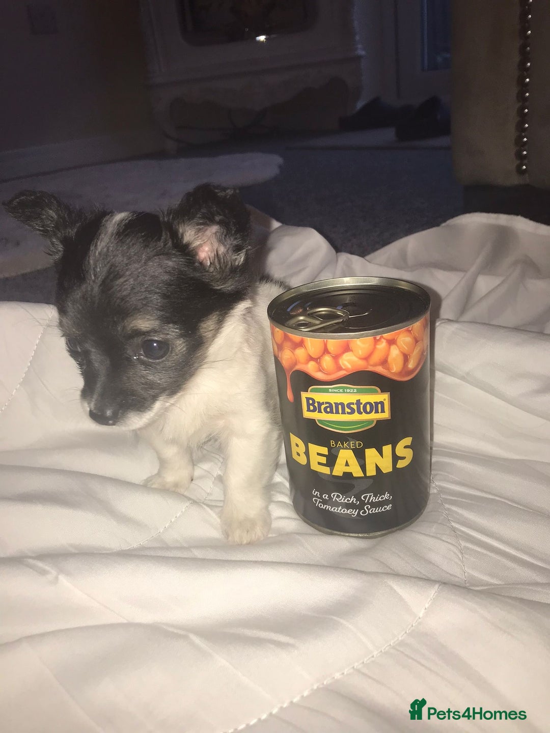 Mixed Breed dogs for sale: Miniature teacup chihuahua X Jack russell puppies  - Image 2