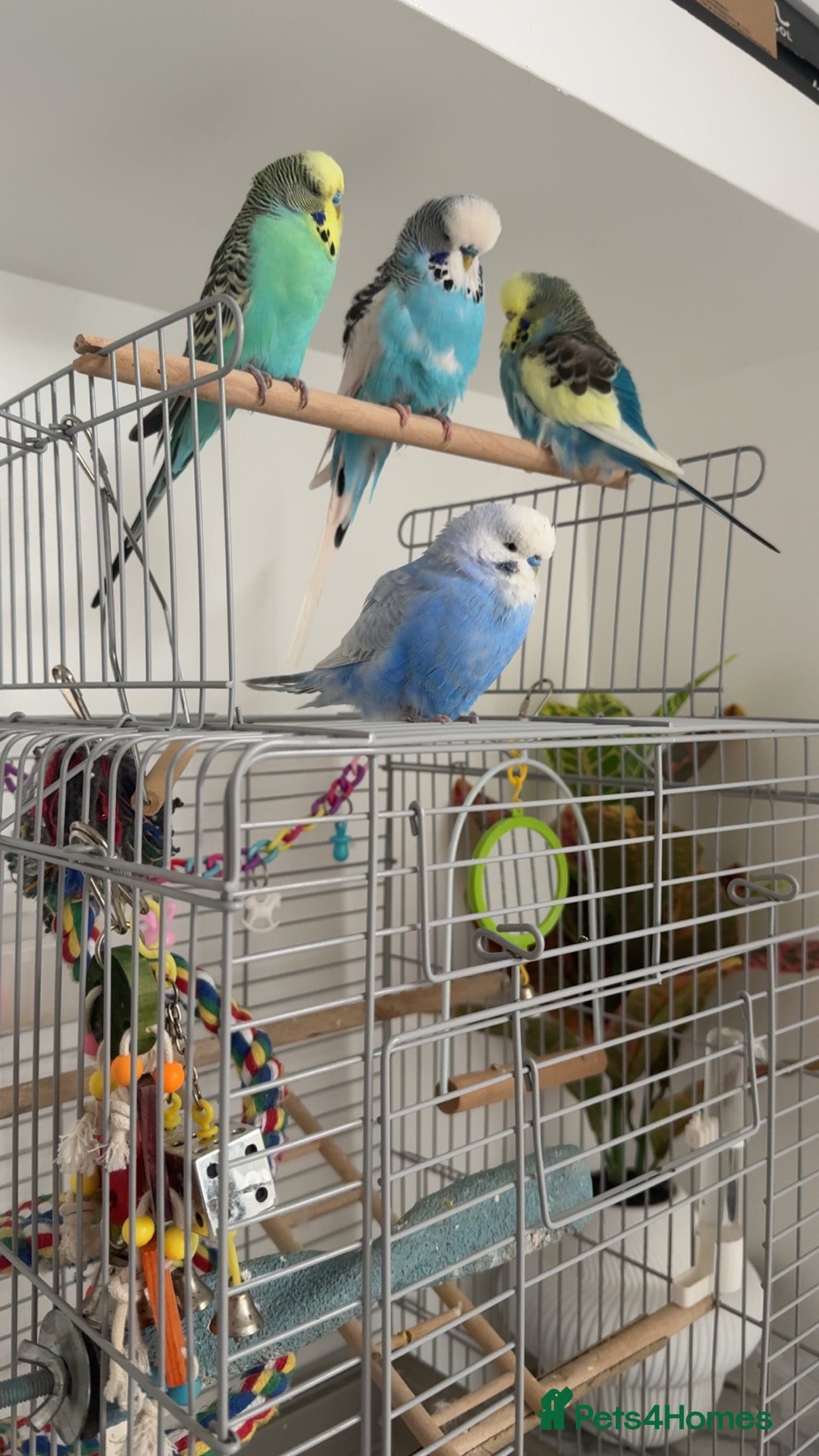 Budgerigars birds Four beautiful budgies🩵 comes with a cage - Advert 2