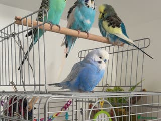 Budgerigars birds Four beautiful budgies🩵 comes with a cage - Advert 2