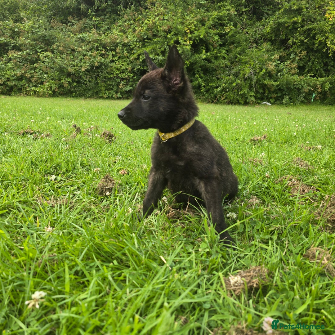 Belgian Shepherd Dog dogs for sale: Duch scheperd puppy for sale in Warrington - Image 17