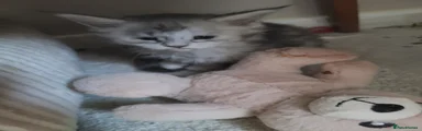 Maine Coon Kitten 3
