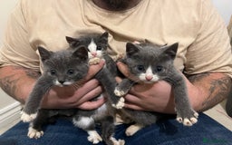 British Shorthair cats for sale: Stunning blue kittens  - Image 3