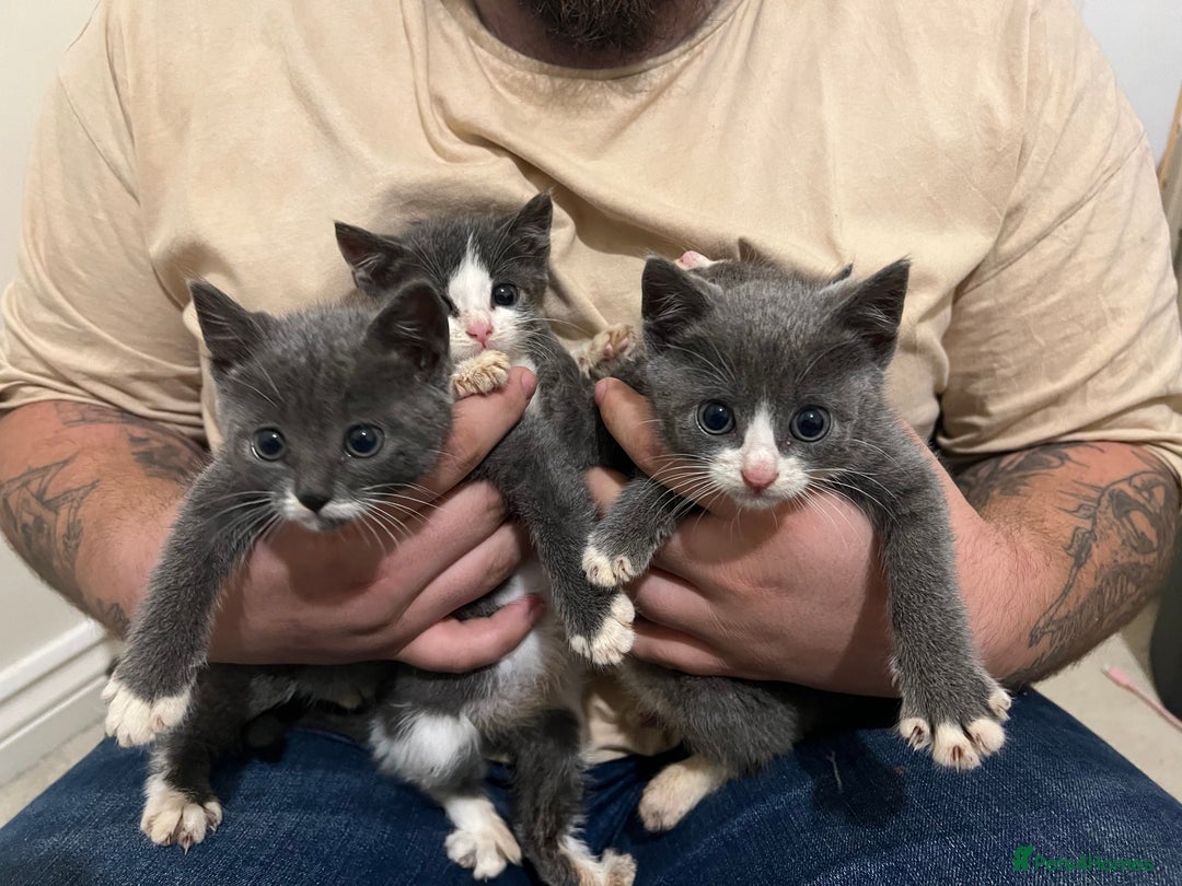 British Shorthair cats for sale: Stunning blue kittens  - Image 3