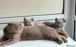 British Shorthair cats for sale: Stunning British Short hair kittens - Image 4