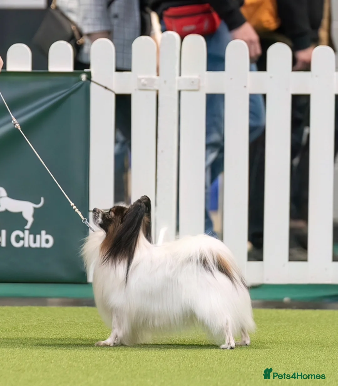 Papillon dogs for stud: FOR STUD ONLY - KC REGISTERED PAPILLON - Advert 2