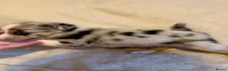 Border Collie dogs for sale: 7 beautiful border collie puppies for sale  - Advert 7