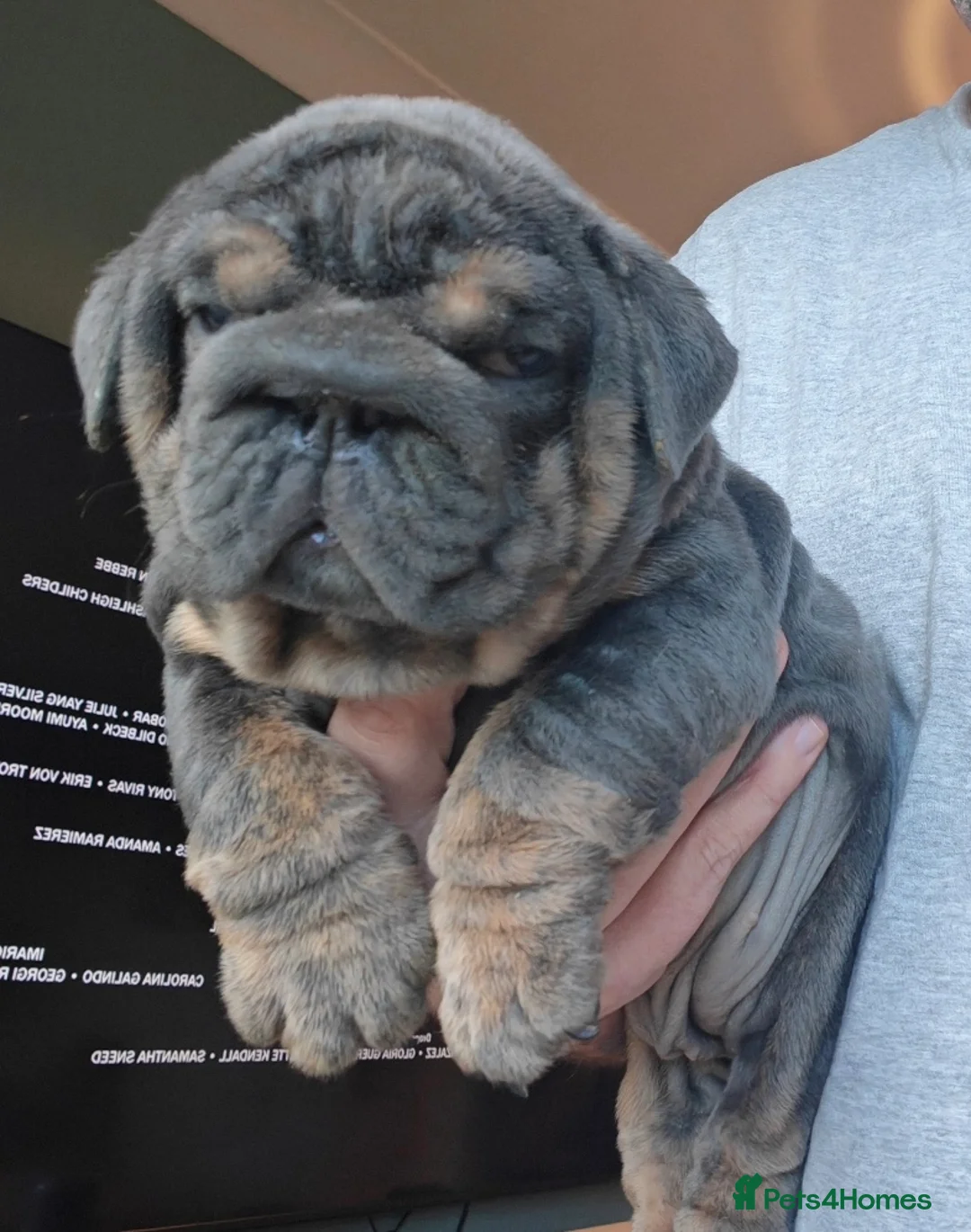 English Bulldog dogs for sale: English bulldog  - Advert 15
