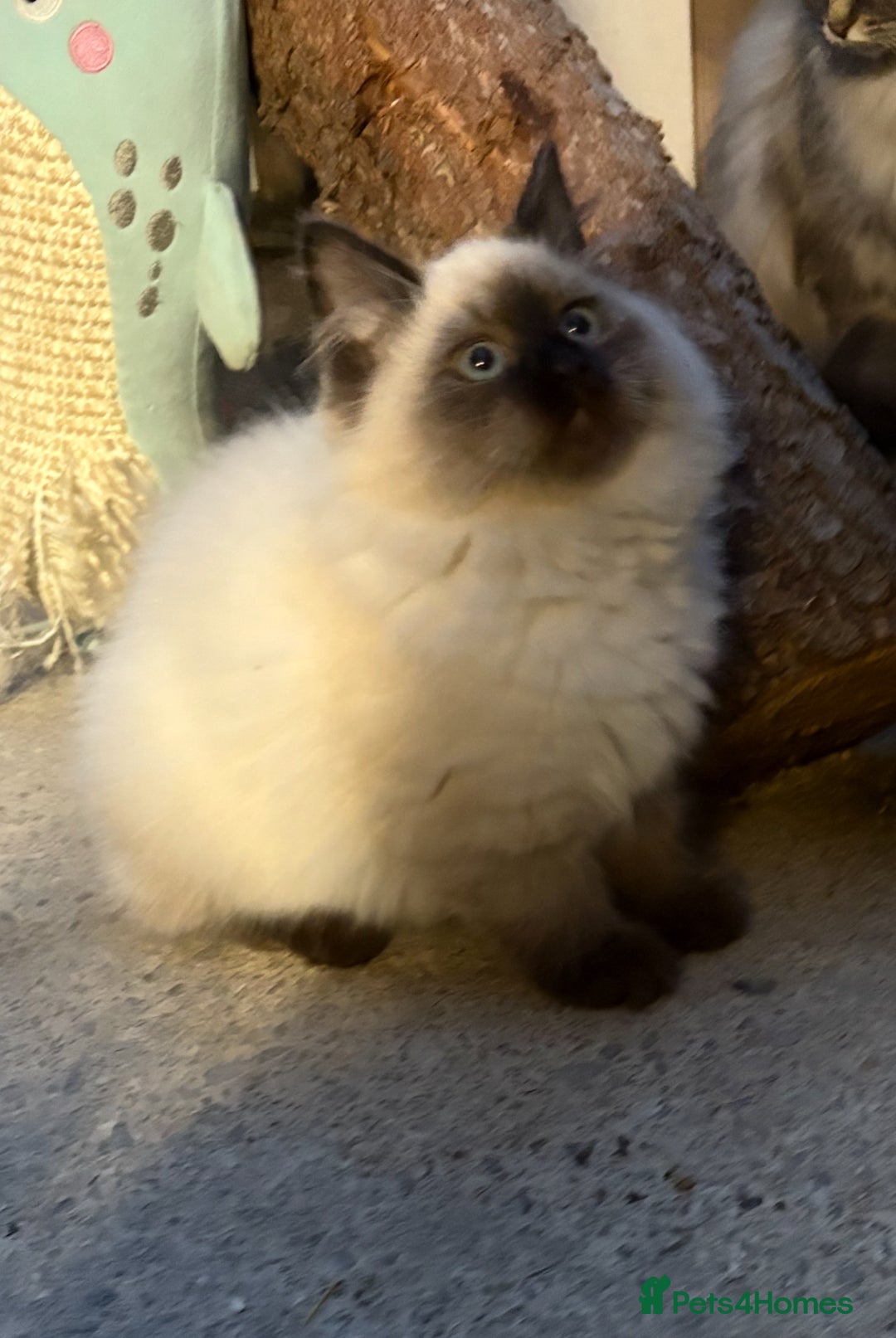 Siberian cats for sale: Stunning Neva Siberian Kittens - Advert 3