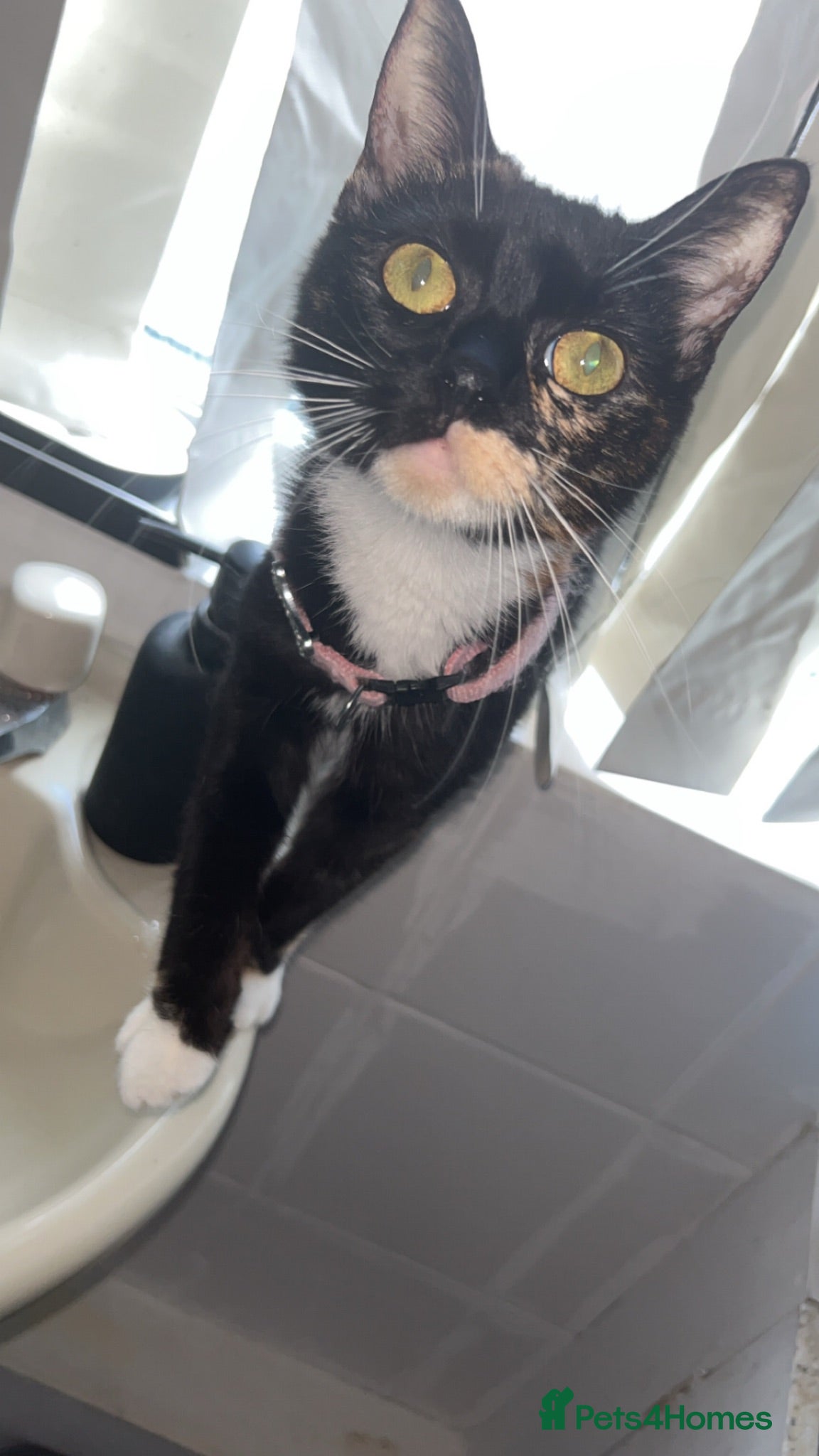 Mixed Breed cats Male kitten ready for his forever home - Advert 1