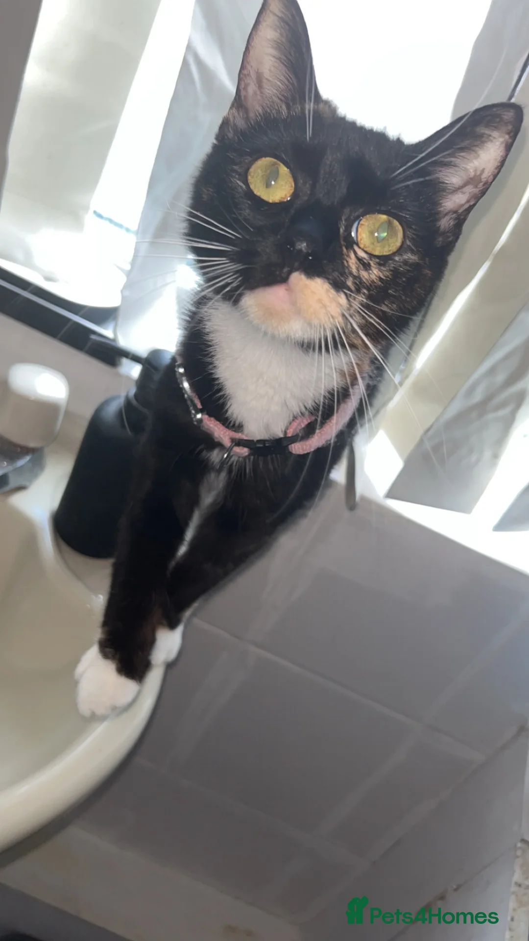 Mixed Breed cats for sale: Male kitten ready for his forever home - Advert 1