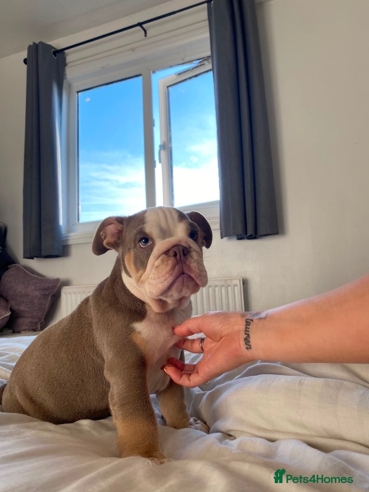 English Bulldog dogs KC REGISTERED ENGLISH BULLDOG last boy  - Advert 7