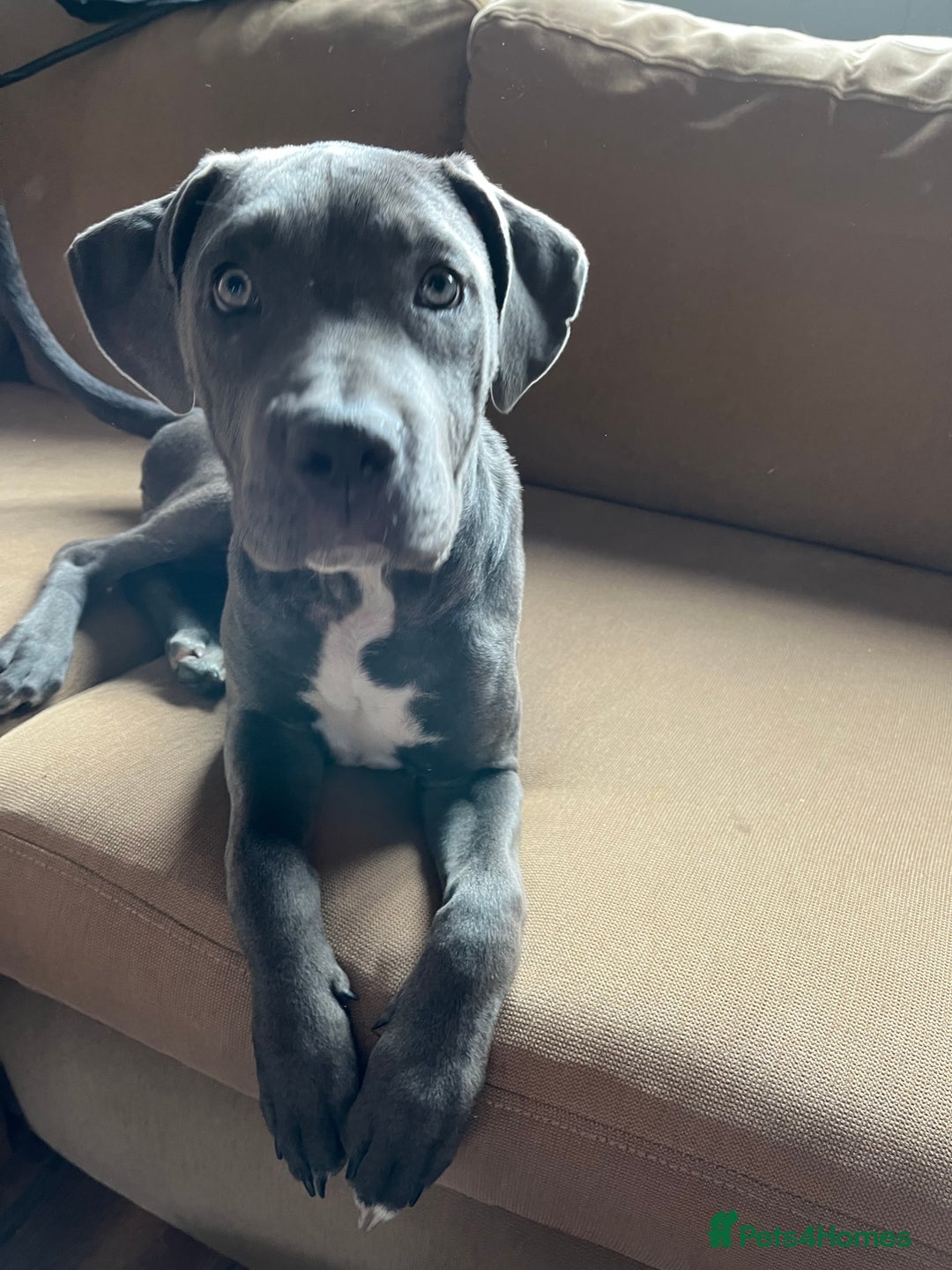Cane Corso dogs for sale: Storm came corson  - Image 2