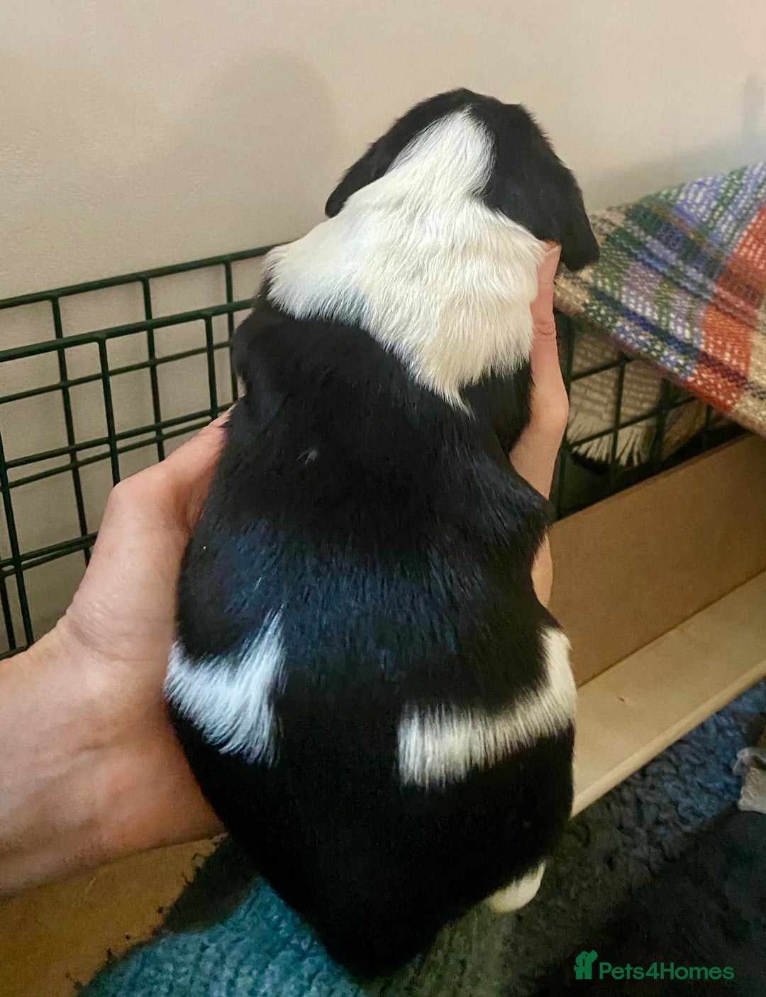 English Springer Spaniel dogs for sale: Beautiful ESS puppies, excellent pedigree  - Advert 9