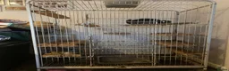 Chinchilla rodents for sale: Chinchilla - Advert 3