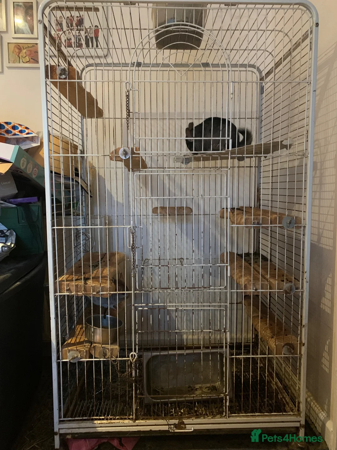 Chinchilla rodents for sale: Chinchilla - Advert 3
