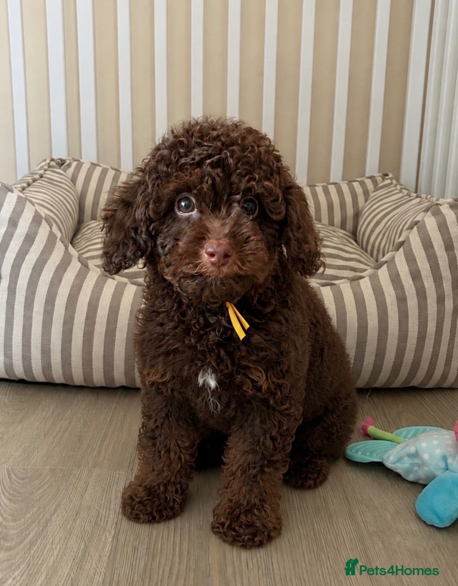 Toy Poodle dogs  Toy poodle puppies chocolate phantom boy - Advert 1