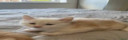 Maine Coon cats for sale: Maine Coon Kittens for sale (Surrey location) - Advert 21