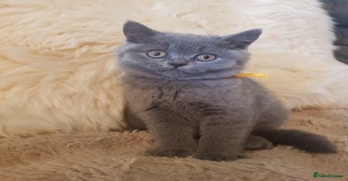 British Shorthair cats - Advert 3