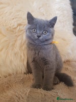 British Shorthair cats - Advert 3