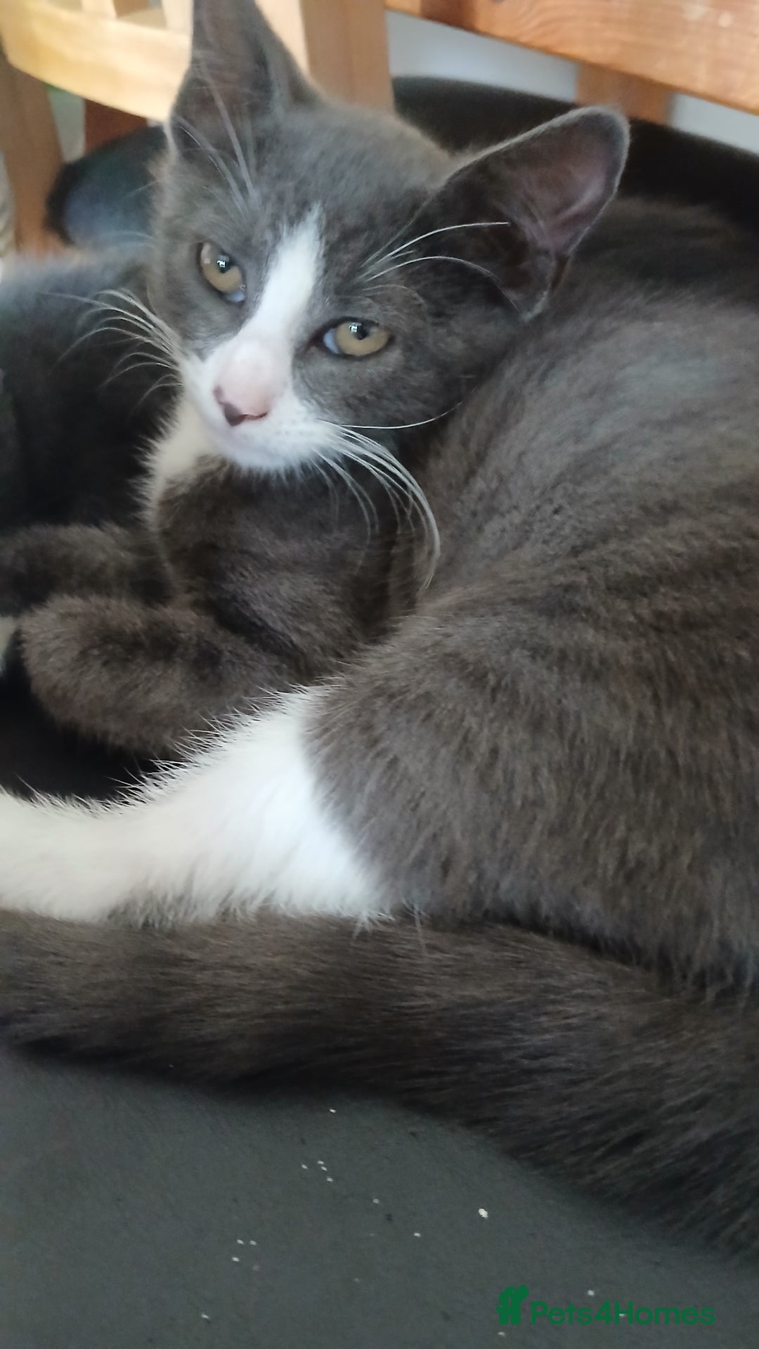 British Shorthair cats for sale: British short-hair  - Image 7