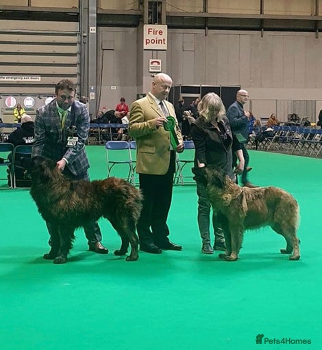 Gallery Image {{count}}