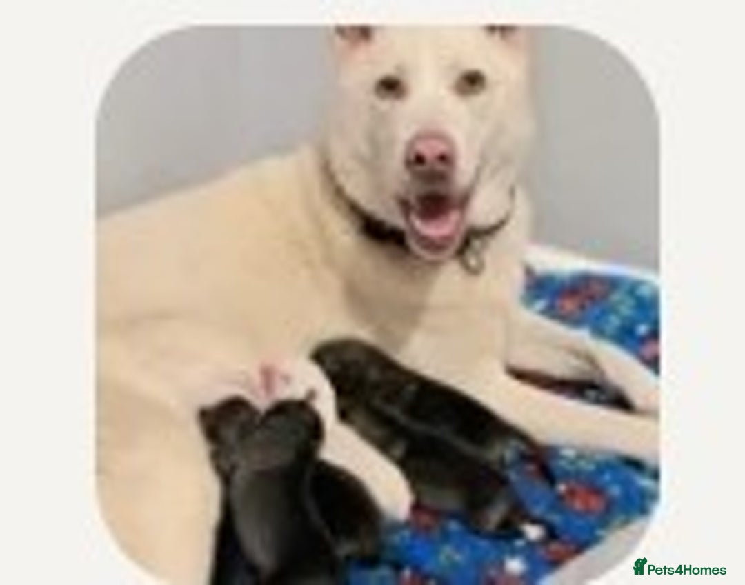 Huskita dogs for sale: For sale - Advert 1