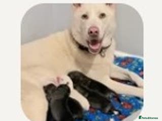 Huskita dogs For sale - Advert 1